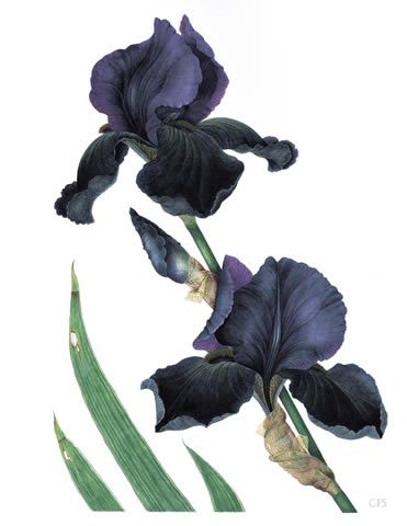 Black Iris by Christine Stepenson Plants Tattoo, Iris Tattoo, Iris Art, Iris Painting, Plant Tattoo, Black Iris, Iris Flower, Flower Artwork, Watercolor Flowers Paintings