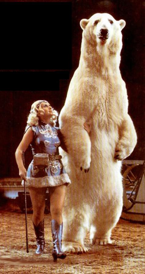 Ursula Böttcher, who trained polar bears to perform in circus acts, with one male bear in 1984. Clown Scary, Circus Bear, Steampunk Circus, Old Circus, Kodiak Bear, Under The Big Top, Circus Clowns, Circus Acts, Urs Polar