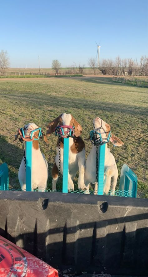 Goat Showing Tips, Showing Goats In 4h, Ffa Aesthetic, 4h Goats, Sheep Showing, Goat Showing, Cows And Goats, Show Sheep, Show Livestock