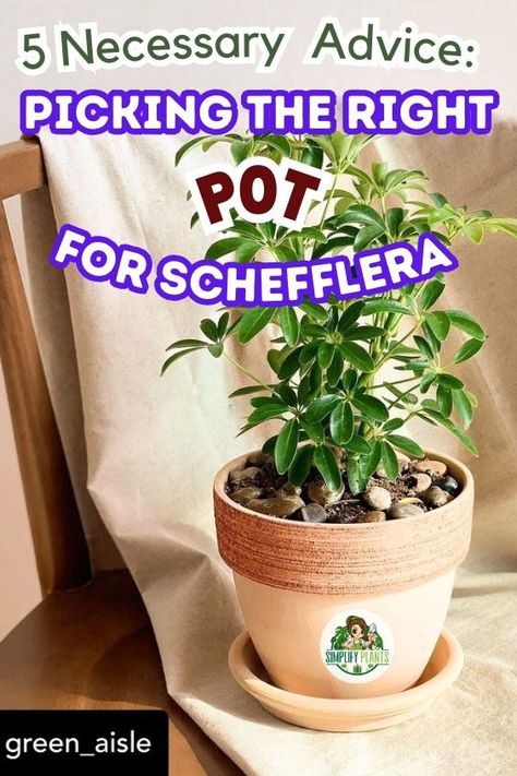 Schefflera Plant Care Houseplant (Umbrella Tree) -Pot for Schefflera, Schefflera pot size, Best pot material for Schefflera, 
Choosing the right pot for Schefflera, Ideal pot size for Schefflera, 
Schefflera container options, Potting Schefflera plant,   
Schefflera potting, Schefflera planter, Schefflera container, Pot selection 
for Schefflera, Schefflera potting mix, What Kind Of Pot Do You Use For Umbrella Tree, indoor plants, houseplants, Simplify Plants Schefflera Actinophylla House Plants, Schefflera Plant Care, Schefflera Plant, Umbrella Plant, Umbrella Tree, Plant Care Houseplant, Container Gardening Flowers, Plant Problems, Root Growth