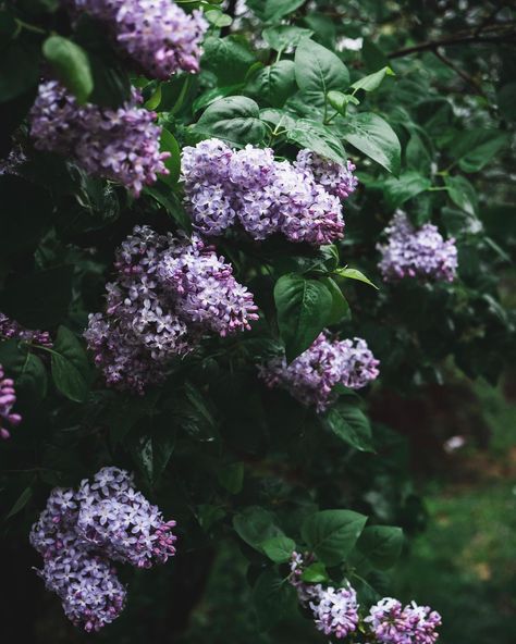 Lilac Cottage, Lilac Bushes, Lilac Blossom, Lilac Flowers, Water Flowers, Gnome Garden, Spring Flower, Flowers Garden, Purple Roses