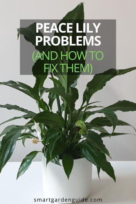 Dividing Peace Lily Houseplant, How To Grow Peace Lily House Plants, How To Save A Peace Lily, How To Make Peace Lily Bloom, How To Take Care Of A Peace Lilly, Big Peace Lily, How To Take Care Of Lily Plants, Peace Lilies Care, Peace Lilly Plants