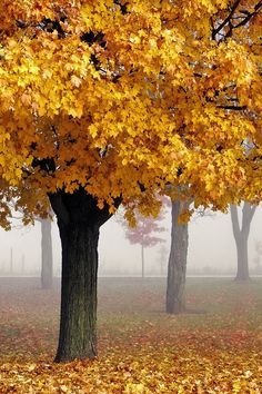 Golden Autumn, Golden Tree, Two Trees, Maple Tree, Best Seasons, Autumn Beauty, Yellow Leaves, Alam Yang Indah, Lombok