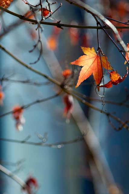 Autumn Blues Foto Art, Best Seasons, Autumn Beauty, Tree Leaves, Autumn Trees, In The Fall, Autumn Day, Mother Nature, The Fall