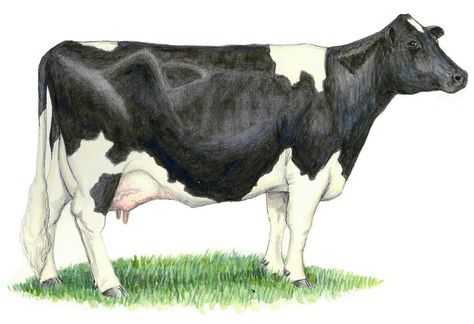 Holstein Holstein Cow Drawing, Dairy Cows Holstein, Cow Anatomy, Dairy Cow Art, Formal Elements Of Art, Marker Artwork, Cow Sketch, Best Egg Laying Chickens, Artwork Pencil