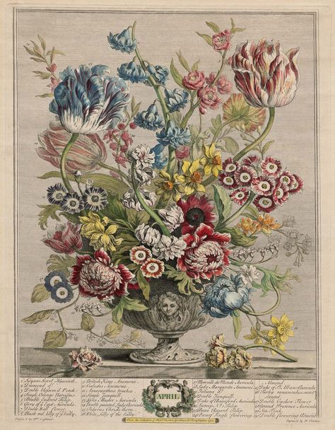 Flower Chart for April from Robert Furber's "Twelve Months of Flowers". London 1730. The flowers of the Month are arranged in different vases or urns standing on a plinth....Each flower is numbered and named in the bottom margin. Flowers Of The Month, Antique Bouquet, September Art, Flower Chart, April Art, Botanical Illustration Vintage, Vintage Botanical, Fine Arts Posters, Famous Artists