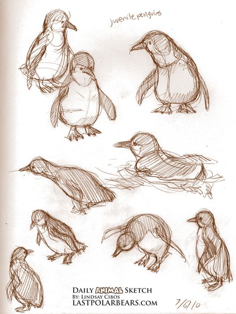 Daily_Animal_Sketch_019 Pinguin Illustration, Penguin Drawing, Some Drawings, Animal Drawings Sketches, Animal Study, Drawing Faces, Arte Sketchbook, Animal Sketches, Bird Drawings