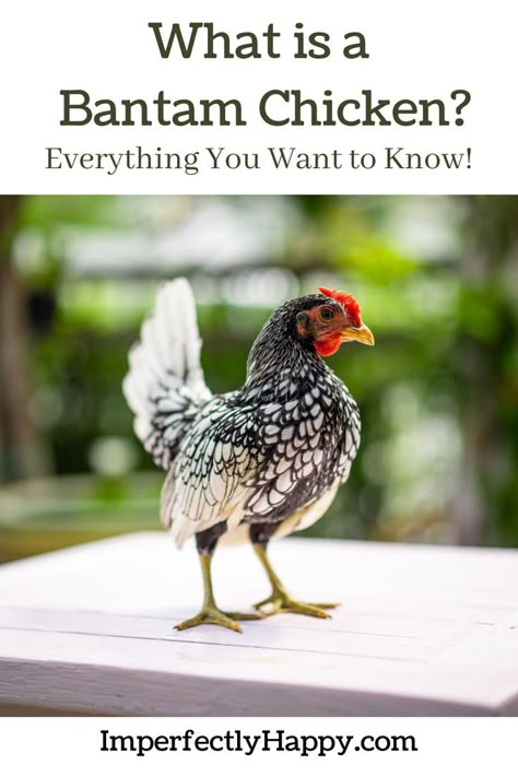 Bantam Breeds, Bantam Chicken Breeds, Bantam Chicken, Chicken Flock, Meat Birds, Bantam Chickens, Types Of Chickens, Urban Chickens, How To Raise Chickens