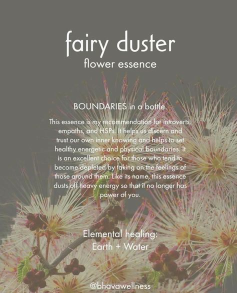 It seems that every Beltane ~ Spring’s in to Summer’s mid way point ~ I go through some big life change and so every year around this time, I come back to using this flower essence. 💕 Fairy Duster 🧚‍♀️ flower essence is expansive in energy, its gentleness helps us open 🌬️ new spaces within ourselves. Its softness 🧹 dusts away any lingering heaviness or stagnation. Fairy Duster is a supportive ally when it comes to slowing down, appreciating the stillness, and evoking fully conscious observ... Plant Medicine, Life Change, Flower Essences, Beltane, Healing Energy, Medicinal Plants, Do You Feel, Summer Flowers, Energy Healing