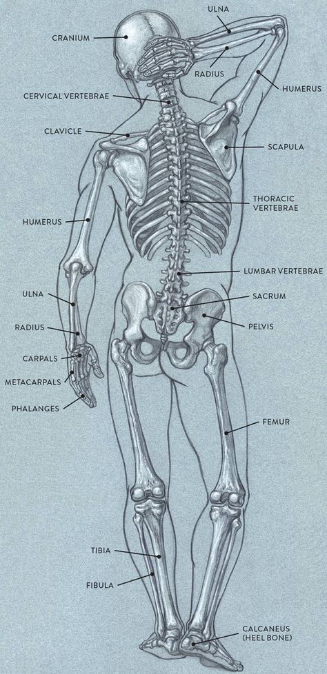 Human Skeleton Anatomy, Anatomy Bones, Skeleton Anatomy, Human Body Art, Skeleton Drawings, Human Body Anatomy, Human Anatomy Drawing, Human Skeleton, Human Anatomy Art