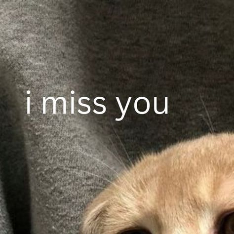 lovesentwined on Instagram: "Send this to someone you miss! These cute cats are here to show how much you miss them! #love #animals #relationships #cute #relatable #missyou #imissyou #imu #cats" I Miss You Stickers Whatsapp, Missyou Posting, I Miss You Cat, I Miss You Cute Pics, I Love You Cat, Miss You Funny, I Miss You Cute, Miss You Images, Word Cat