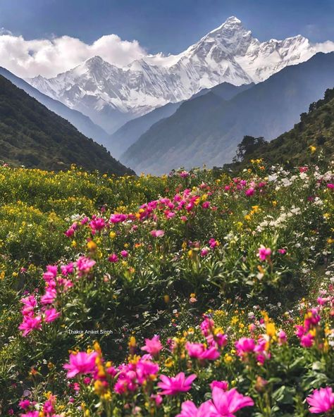 Valley Of Flowers India, Valley Of Flowers Uttarakhand, Nanda Devi, Flower Valley, Flower Species, Enchanting Places, Mountains Flowers, Mountain Aesthetic, Mountains Aesthetic