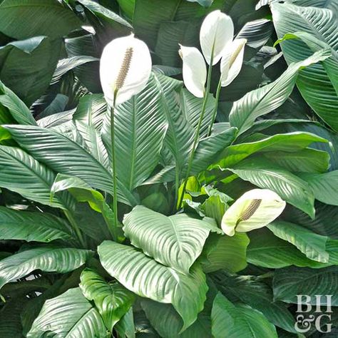 Garden Home Design, Peace Lily Care, Peace Lillies, Lily Care, Aesthetic Home Decor Ideas, Peace Lilies, Fire Pit Garden, Peace Lily Plant, Hawaii Flowers