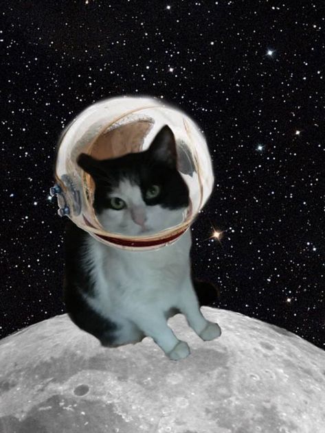 Astronaut cat Cat In Space, Cat Astronaut, Fair Theme, Astronaut Helmet, Pocket Rocket, Space Phone Wallpaper, Space Cat, Animals Art, Cat Wallpaper