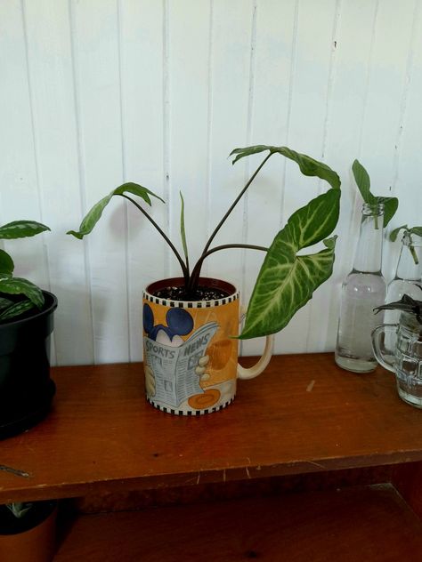 Thrifted Plant Pots, Thrifted Planters, Thrifted Mugs, Mug Planters, Thrifting Wishlist, Things To Thrift, Lost In The Forest, Arrowhead Plant, Upcycle Garden