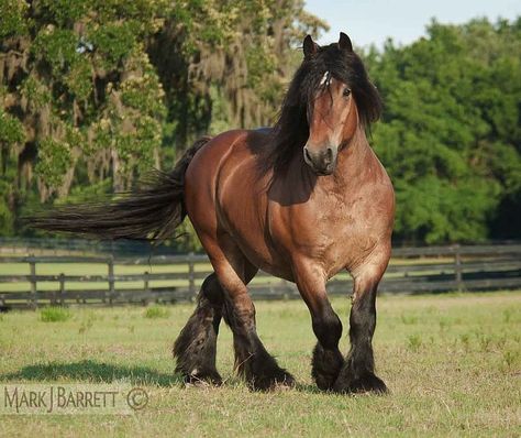 draft horse breeds | The Ardennes or Ardennian is the oldest breed of draft horse from ... Ardennes Horse, Best Horse Breeds, Horse Clydesdale, Draft Horse Breeds, Clydesdale Horse, Horse Arabian, Horse Palomino, Clydesdale Horses, Palomino Horse