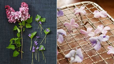 Lilacs — in candied form, they're a literal taste of spring | CBC Life Edible Flowers Recipes, Zucchini Blossoms, Foraging Recipes, Luxury Wedding Decor, Western Food, Flower Food, Lilac Flowers, Daylilies, Looks Yummy