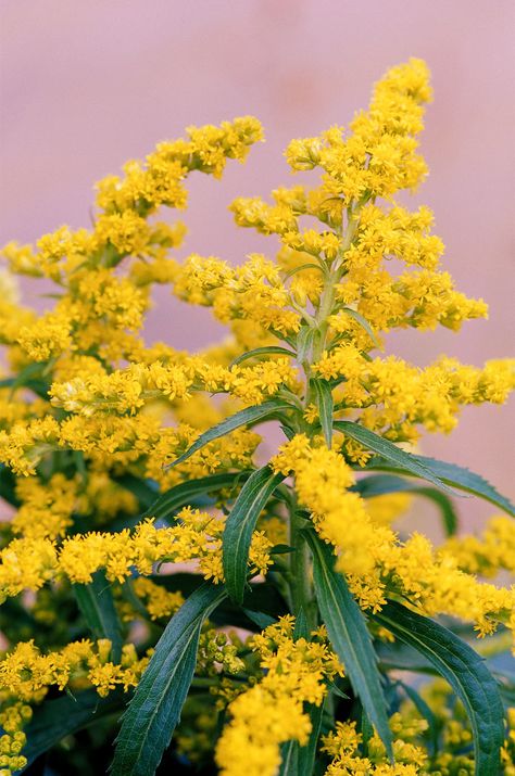 goldenrod-flowers-c53e25a7 Deer Resistant Shade Plants, Architectural Plants, State Flowers, Filler Flowers, Flower Identification, Yellow Plants, Deer Resistant Plants, Golden Rod, Flower Guide