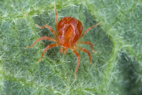 How to Get Rid of Spider Mites on Houseplants for Good Clover Mites, Dust Mite Spray, Zone 8 Gardening, Signs Of Bed Bugs, Silent Spring, Garden Creatures, Types Of Spiders, Get Rid Of Spiders, Random Animals