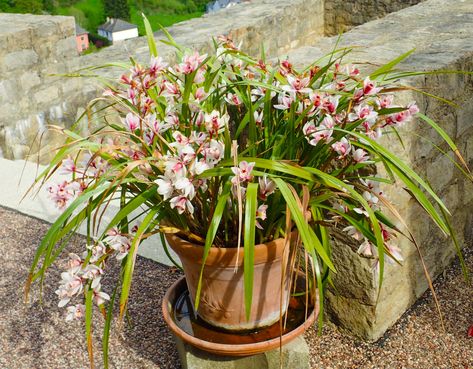 Boat Orchid, Orchid Cymbidium, Cymbidium Orchids Care, Diy Orchids, Orchids Care, Orchid Plant Care, Orchid House, Outdoors Indoors, Planter Project