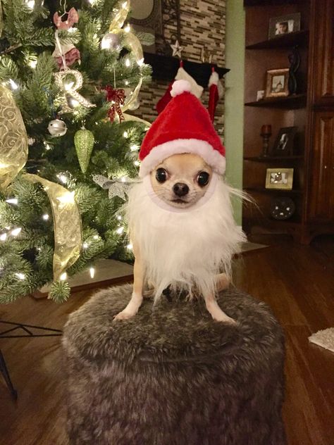 Merry Christmas Cursed Image, Funny Christmas Dog Pictures, Funny Christmas Animals, Christmas Pet Photoshoot, Meri Crismas, Christmas Dog Funny, Christmas Pet Photos, Cute Christmas Dog, Dog Christmas Pictures