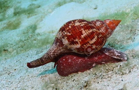 …Live True Tulip Fasciolaria tulipa crawling on the sand, Cozumel Island, Yucatan Peninsula, Mexico. Flora Marina, Sea Snails, Human Memory, Water Creatures, Sea Snail, Sea Slug, Seaside Cottage, Fish Tanks, Red Tulips