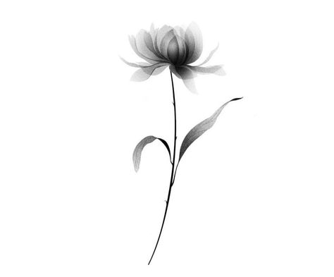 X Ray Flower Tattoo, Adoption Tattoo, Xray Flower, Dandelion Tattoo Design, Flor Tattoo, Carnation Tattoo, Pencil Drawings Of Flowers, Flower Tattoo Back, Mommy Tattoos