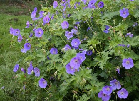 La blogueuse Stéphanie de jardinier-amateur.fr, présente sa fleur préférée : le géranium vivace Rozanne. Rozanne Geranium, Sun Perennials, Geraniums, Perennials, Art Style, Herbs, Plants