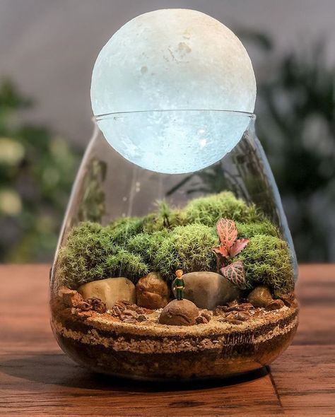 Harry Potter Terrarium, Tiny Ecosystem, Plant In Glass Jar, Micro Plants, Self Sustaining Terrarium, Plant In Glass, Simple Camping, Tattoo Plant, Tiny Worlds