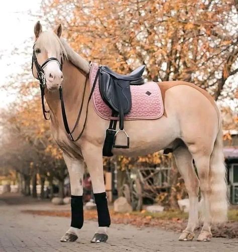 Cavalo Palomino, Funny Horse Pictures, Rare Horses, Horse Riding Outfit, Cute Horse Pictures, Beautiful Horse Pictures, Palomino Horse, Horse Fashion, Horse Aesthetic