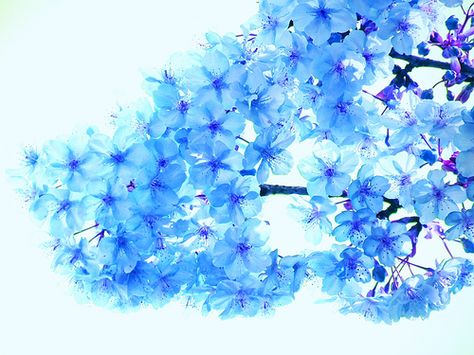 Blue cherry blossoms, via Flickr. Blue Sakura Cherry Blossoms, Tattoo Cherry Blossom, Blue Cherry Blossoms, Tattoo Cherry, Cherry Blossom Tattoos, Blue Orchid Flower, Cherry Blossom Drawing, Blue Sakura, Blue Roses Wallpaper