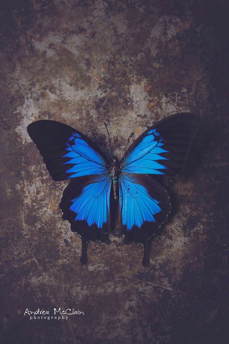 Blue Morpho Butterfly Aesthetic, Dark Ivy, Bestie Tattoo, Rose Tattoos For Women, Blue Butterfly Wallpaper, Good Photo Editing Apps, Butterfly Background, Morpho Butterfly, Blue Morpho