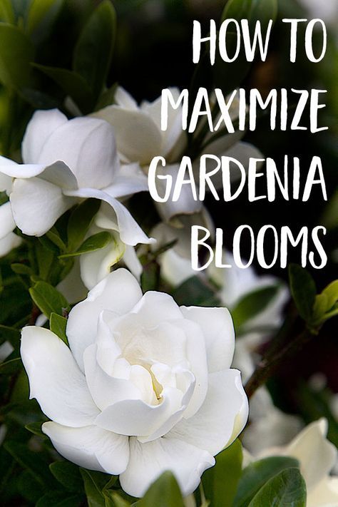 How to maximize gardenia blooms | Southern Living Plants #southernliving #gardenias #plantcare #gardentips #southernlivingplants #blooms Gardenia Care, Gardenia Trees, Growing Gardenias, Gardenia Bush, Gardenia Plant, Southern Living Plants, French Country Garden, Meteor Garden 2018, Magic Garden