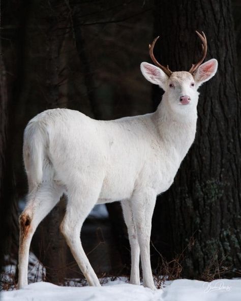 Deer Body Reference, Deer Hybrid Oc, White Coyote, Albino Rabbit, Deer Reference, Piebald Whitetail Deer, White Tailed Deer Doe, Albino Deer Aesthetic, Albino Deer