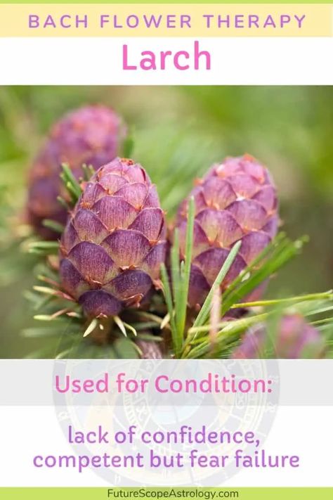 Larch in Bach flower therapy : properties, benefits, uses – FutureScope Astrology Yoga Bedtime, Bach Flowers, Bach Flower Remedies, Flower Remedy, List Of Flowers, Lack Of Confidence, Spiritual Cleansing, Flower Therapy, Deciduous Trees