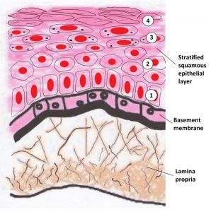 A stratified squamous epithelium is a tissue formed from multiple layers of cells resting on a basement membrane, with the superficial layer(s) consisting of squamous cells. Underlying cell layers can be made of cuboidal or columnar cells as well. Simple Squamous Epithelium, Squamous Epithelium, Stratified Squamous Epithelium, Basement Membrane, Medical Assistant Student, Basement Painting, Squamous Cell, Basement House Plans, Basement Floor Plans