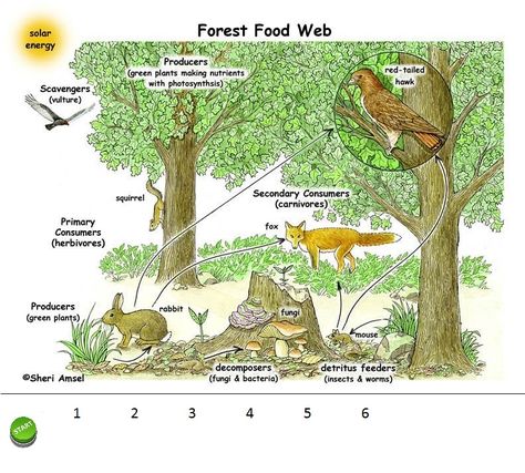 Thinglink Multimedia Cheat Sheets | Learn Moore Stuff Forest Ecosystem Project, Forest Food Chain, Biodiversity Poster, Ecosystem Diorama, Food Webs Projects, Forest Layers, Ecosystems Diorama, Forest Food, Nutrient Cycle