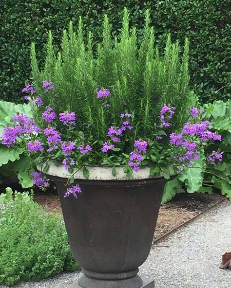 “Fresh rosemary and verbena happy together,” she wrote on this garden detail. Potted Plants Outdoor, Container Gardening Flowers, Secret Gardens, Garden Containers, Container Flowers, Shade Garden, Spring Garden, Container Plants, Landscaping Ideas