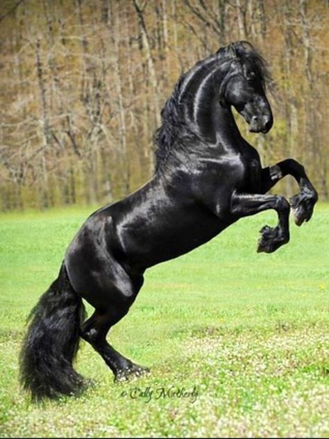 Pferd Legend 2015, Beautiful Horse Pictures, Beautiful Arabian Horses, Horse Wallpaper, Black Horses, Most Beautiful Horses, Friesian Horse, Most Beautiful Animals, Majestic Horse