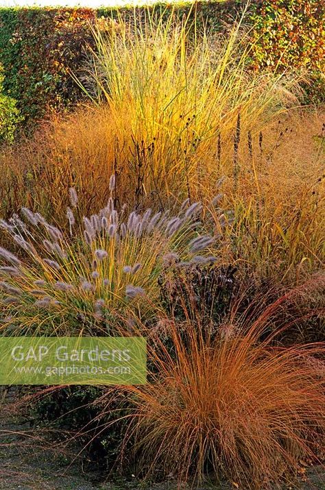 Sporobolus heterolepis, Pennisetum alopecuroides 'Cassian', Panicum virgatum 'Rehbraun', Panicum virgatum 'Shenandoah' Panicum virgatum 'Cloud Nine' with seedheads of perennials in Piet Oudolf's garden, Hummelo, The Netherlands Sporobolus Heterolepis, Pennisetum Alopecuroides, Panicum Virgatum, Autumn Plants, Grass Plants, Winter Gardens, Prairie Garden, Spring Gardening, Grasses Landscaping