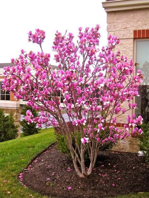 Ann Magnolia, Saucer Magnolia Tree, Saucer Magnolia, Landscaping Trees, Magnolia Tree, Front Landscaping, Magnolia Trees, Have Inspiration, Outside Ideas