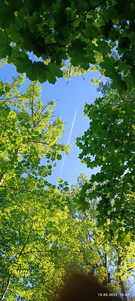 Flugzeug Himmel Wald Grün Quick Saves, Pins