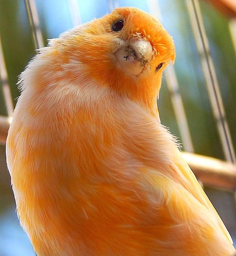 Red Canary Red Canary, Canary Color, Deco Orange, Canary Birds, Orange Bird, Kinds Of Birds, Orange You Glad, Orange Crush, Exotic Birds