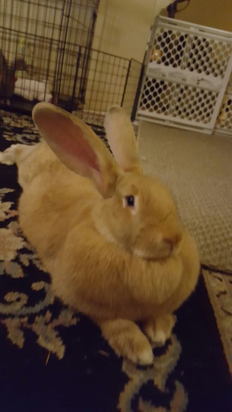 Babs bunny flemish giant 10 months Giant Flemish Rabbit, Bunny Sheds, Bunny Breeds, Giant Rabbits, Fat Bunny, Flemish Giant Rabbit, Babs Bunny, Large Bunny, Giant Rabbit