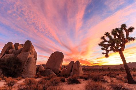 2014 Share the Experience Weekly Winner - Joshua Tree National Park photo by David Curry. #sharetheexperience Mars City, Oasis Springs, Happiness And Peace, Sea Scapes, Camping Sites, Camera App, National Park Photos, California Desert, Sky Pics