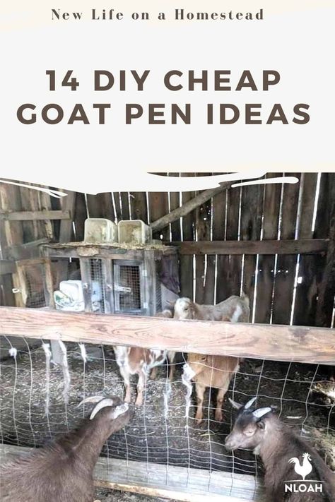 Keeping goats contained is always tough, but you don't have to spend a fortune with these 14 DIY goat pen ideas. #goats #goatpen #goatspen Goat Kidding Pen, Diy Goat Pen, Pygmy Goat Pen, Diy Goat Toys, Goat Pens, Goat Pen Ideas, Meat Goats, House Manifestation, Goat Ideas