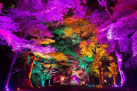 teamlab-resonating-spheres-trees-light-festival-tadasu-no-mori-shimogamo-shrine-designboom-02 Shimogamo Shrine, Landscape Lighting Design, Forest Light, Tree Forest, Forest Landscape, Light Installation, Tree Lighting, Outdoor Art, Light Show