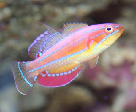 Fishes In The Sea, Wrasse Fish, Colorful Sea Creatures, Ocean Fishes, Cool Sea Creatures, Fish Colorful, Pretty Fish, Tiny Fish, Coral Fish