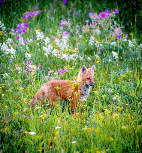 Flora & Fauna. How beautiful is Alberta?? This spring @karenwynands and I were fortunate enough to find a juvenile red fox. Easily one of… Fox In Flowers, Elliot Fletcher, Fox Habitat, Fox And Flowers, Changing Aesthetic, Trail Cam, Flora Y Fauna, Vulpes Vulpes, Fauna And Flora