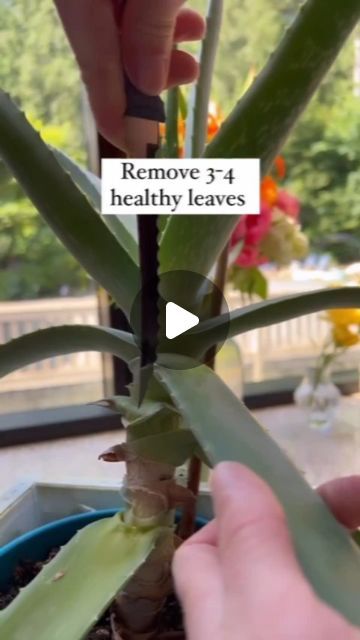 Lavender Hydrosol, Healthy Herbs, Aloe Gel, Aloe Plant, Health Talk, Aloe Vera Plant, Bug Bites, Aloe Leaf, Aloe Vera Leaf